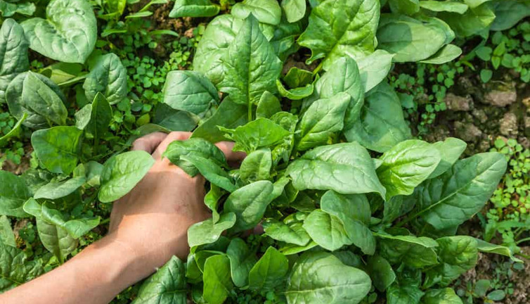 Hopa'da ıspanağa karışan güzelavrat otu yiyeni komaya sokuyor. Ispanakta büyük tehlike. Anne ile oğlu ölümden döndü.