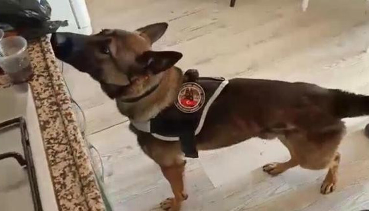 Uyuşturucuyu polis köpeği kahve kutusunda buldu