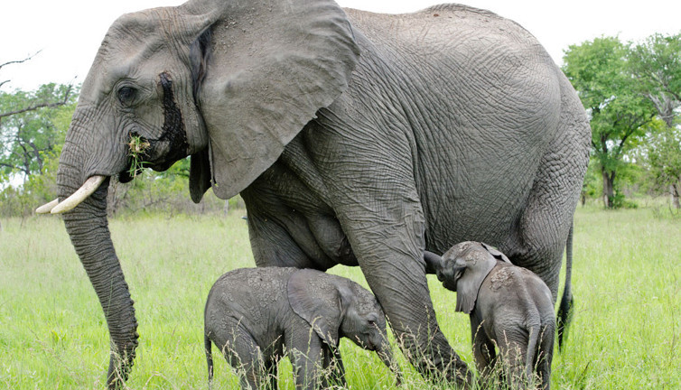 Fil kaçak avcıyı ezerek öldürüldü
