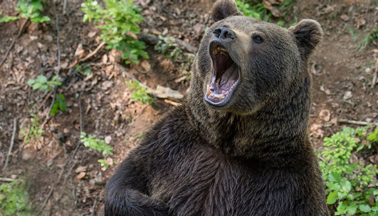 Şampiyon boksör arkadaşını kurtarmak için ayıyla boğuştu