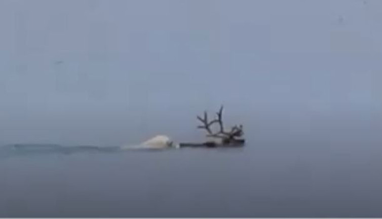 Kutup ayısının geyik avı bilim insanlarını şok etti