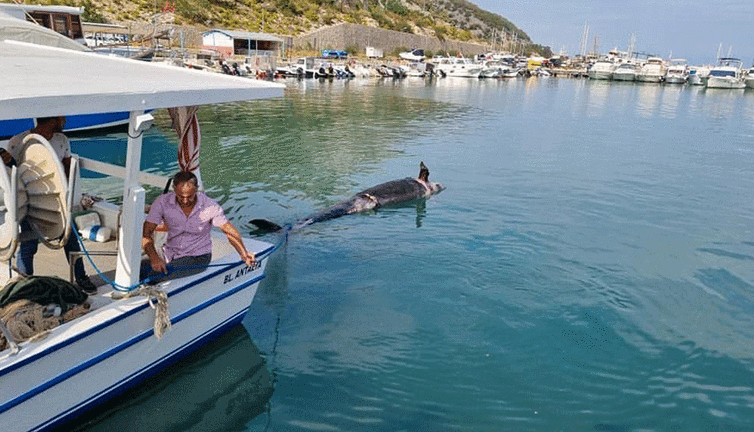 Antalya kıyılarında ilk kez görüldü. 5 metre boyunda kıyıya vurdu