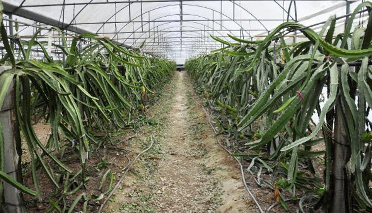 Manavgat'ta 1,5 dönümde 10 bin adet meyve veriyor kilosu 40 liradan satılıyor