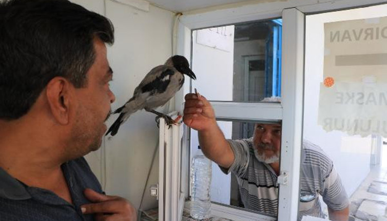 Yaralı kargayı işyerinde kasiyer yaptı