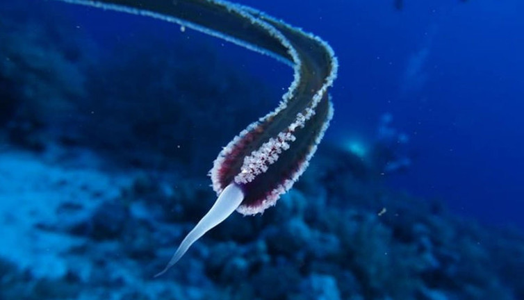 Dünya bu yaratığı konuşuyor. Gözleri, kulakları ve ağzı yok