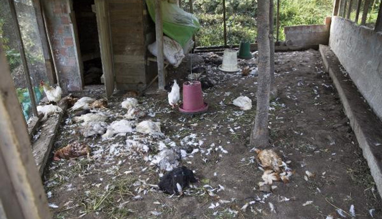 Tavuk kümesinde katliam