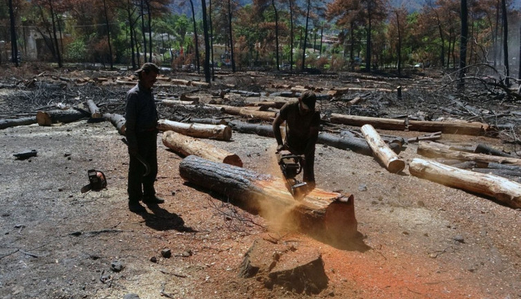 İktidar, çokuluslu şirketlere ağaç kesimi ile ormanlarda rant kapısı açtı
