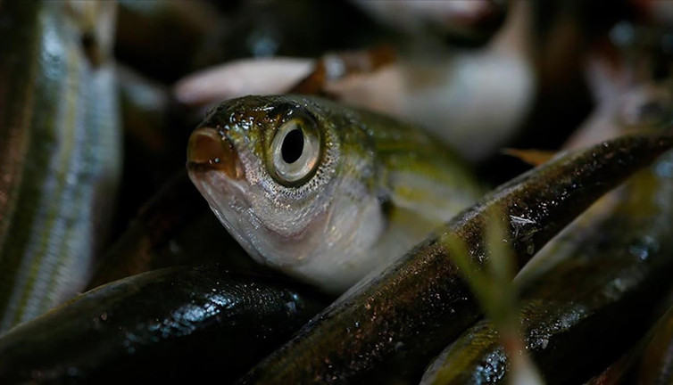 Resmi Gazete'de yayımlandı. Bazı balık türleri tescil edildi