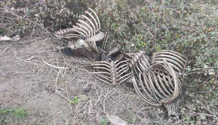 Baba oğlu 20 atı kesip piyasaya sürmüş