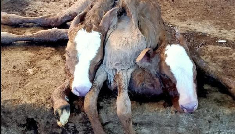 Çift başlı, çift kuyruklu, 6 bacaklı buzağı