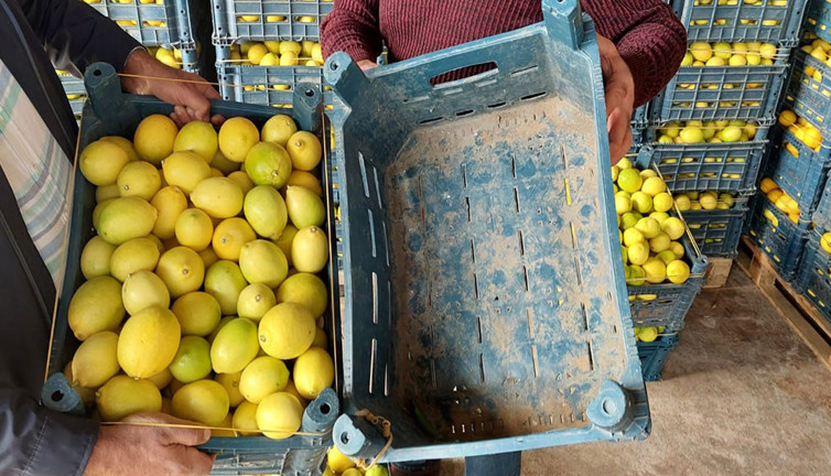 Kasanın fiyatı limonun fiyatını geçti