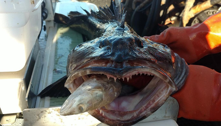 Günde 20 diş değiştiriyor ne bulursa onu yiyor