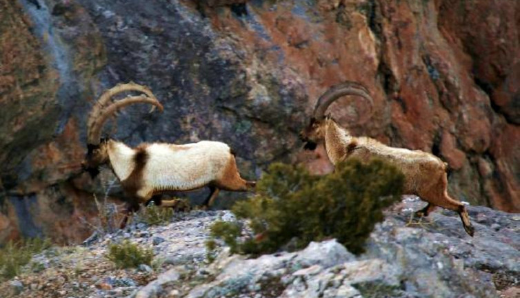 Malatya'da yaban keçisi avına 127 bin 526 lira ceza