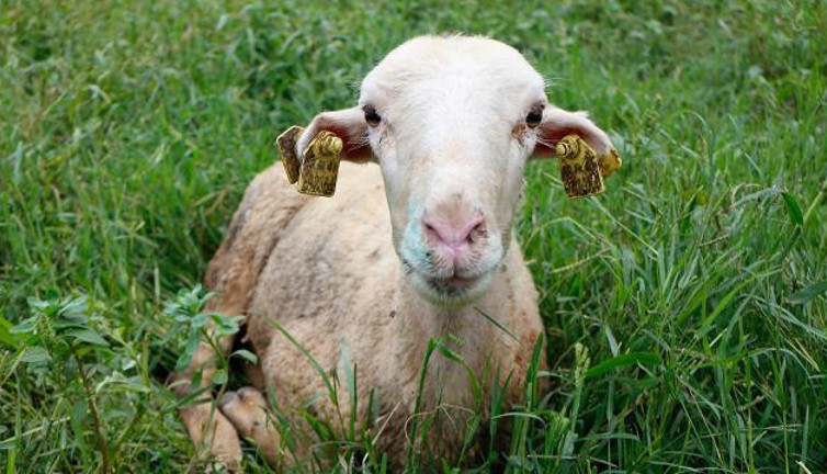 Adana'da mavi dil hastalığı: İki mahalle karantinaya alındı