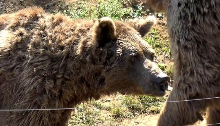 Son dansçı ayı Brütüs öldü