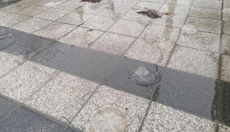 Dev dalgalar caddeleri denizanasıyla doldurdu