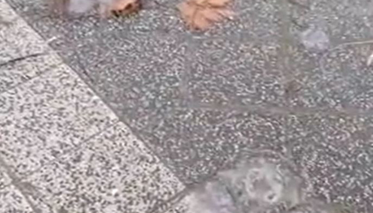 Denizden havalandılar caddeleri doldurdular