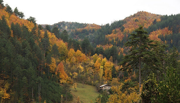 Ormanlardaki talana kamu yararı kılıfı. Ağaç kesmek ne zaman kamu yararı oldu