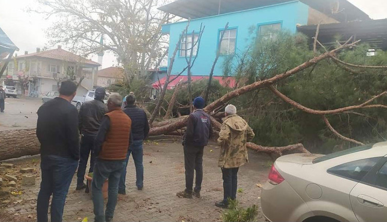 Lodos tonlarca ağrılıktaki çam ağacını devirdi