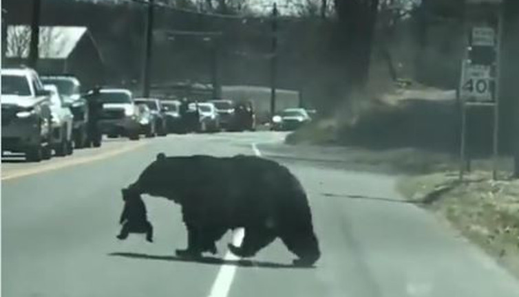 Anne ayı yavrularını karşı caddeye geçirirken sürücüler bakın ne yaptı