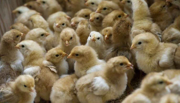 İstenilen cinsiyette hayvan üretmenin yolu bulundu. Katledilen erkek civcivler kurtuluyor