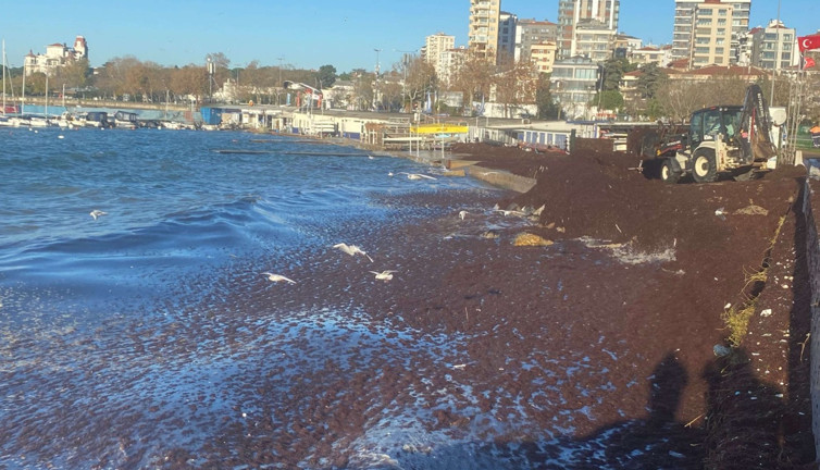 Marmara'da müsilajdan sonra şimdi de kırmızı yosun paniği! Sahilleri kapladı kokusu her yere yayıldı