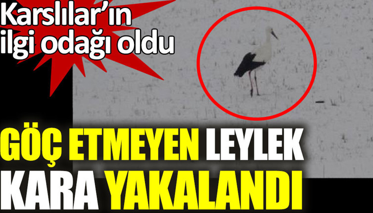 Göç etmeyen leylek kara yakalandı