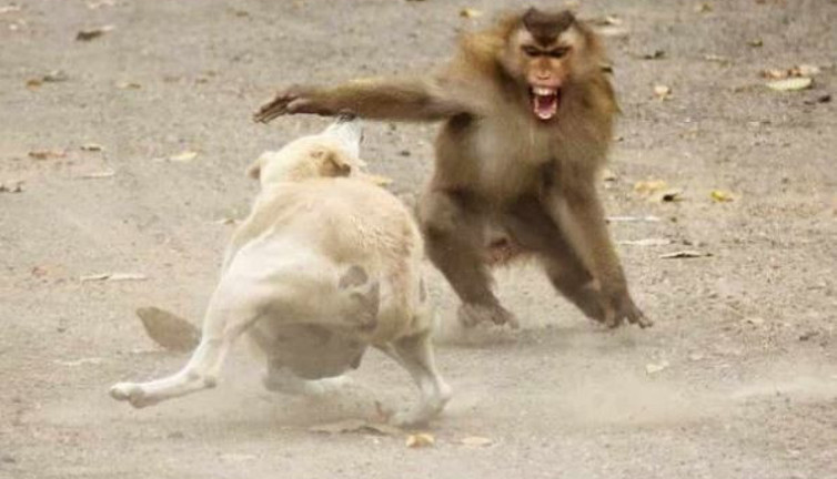 Hindistan'da maymunlar 250 köpeği binalardan atarak öldürdü