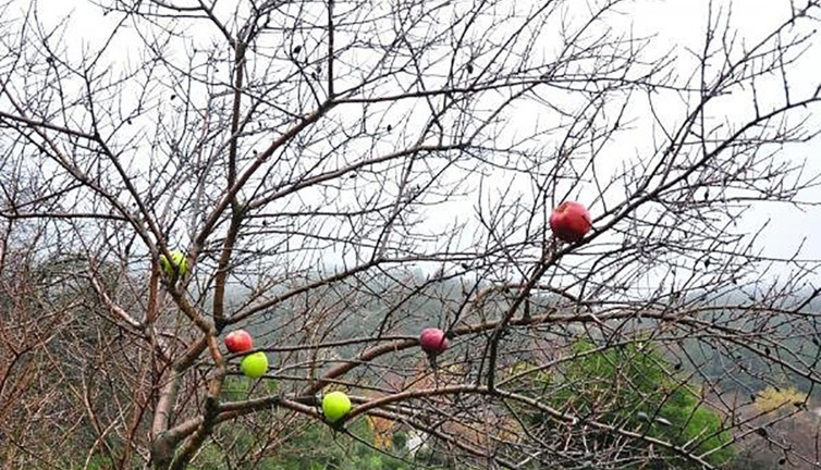 Her kış üşenmeden bunu yapıyor. Kuruyan ağaçlardaki elmaların sırrı ortaya çıktı