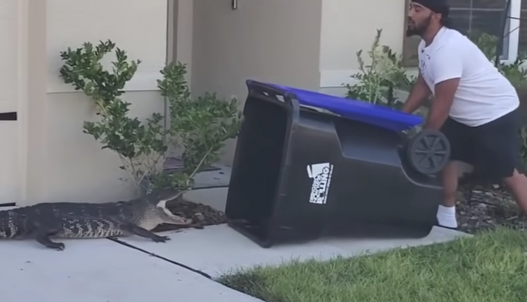 Çöp kutusuyla timsah avı