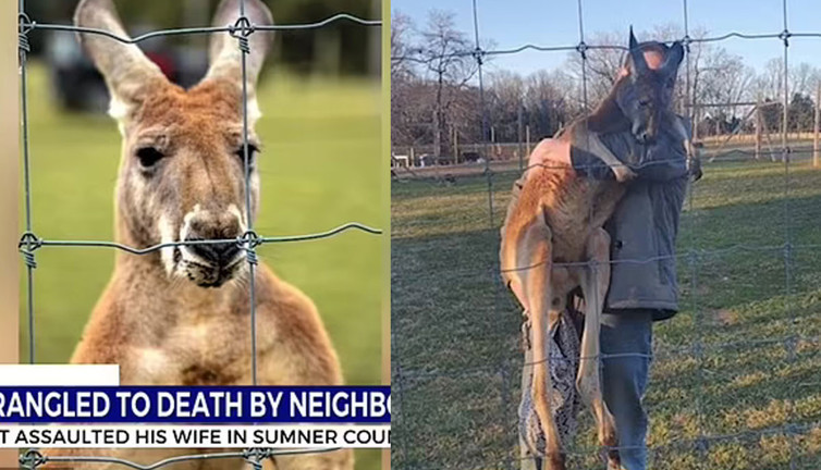 Karısına saldıran kanguruyu elleriyle boğarak öldürdü