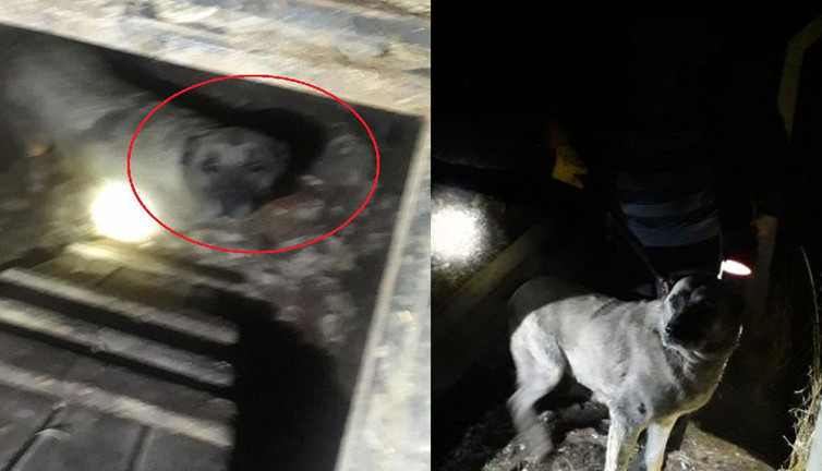 Kuyudan gelen sesleri duyan telefona sarıldı