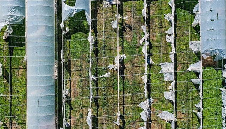 2022 yılı Devlet Destekli Tarım Sigortaları Genel Şartlar ile Tarife Talimatları yayınlandı