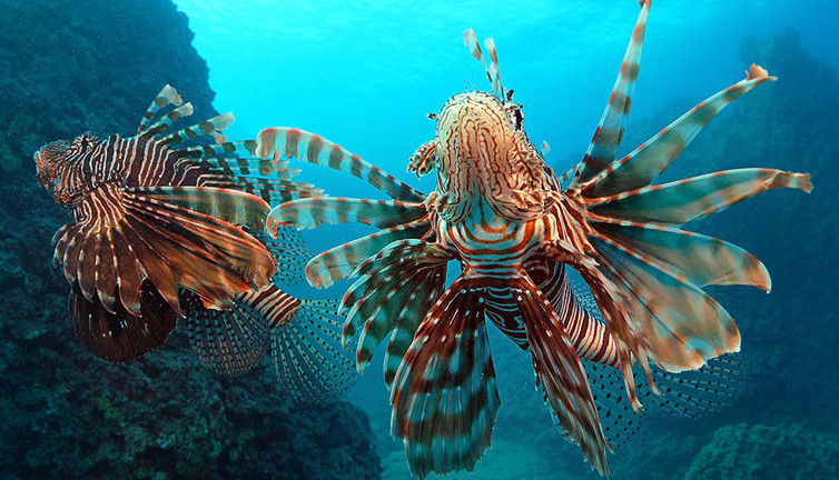 Antalya Körfezi istila altında. Sayıları gittikçe artıyor