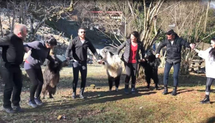 Keçilere horon teptirdiler