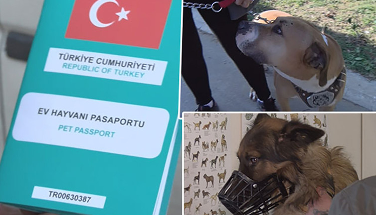 İstanbul'da 9 bin hayvan kayıt altına alındı