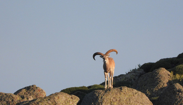 Yaban koyunu ve yaban keçisi av ihalesi iptal edildi