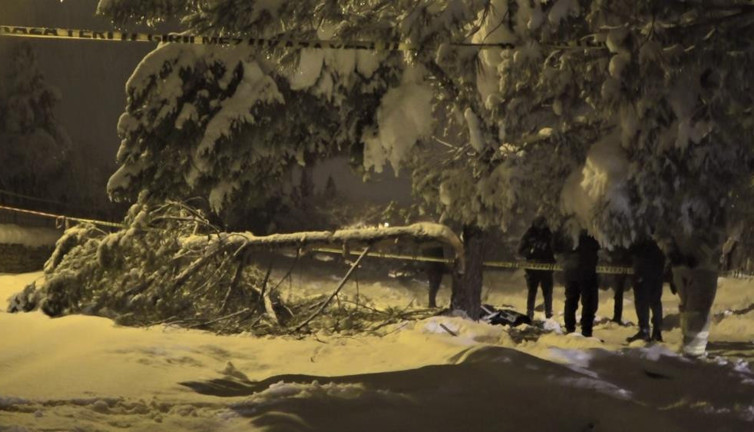 Devrilen ağaç can aldı