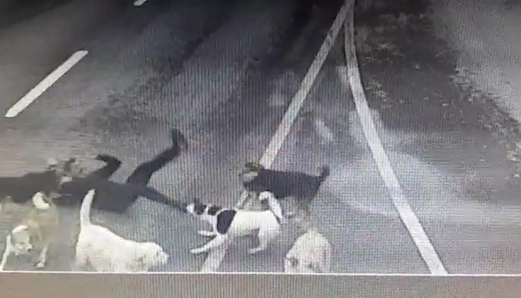 Bakırköy’de yürüyüş yapan iş adamına 6 köpek saldırdı. Beyler buna ne diyecek! Defalarca ısırıldı