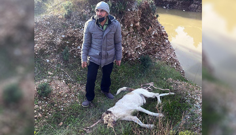 Muğla'da bir çoban köpeği işkence ile öldürüldü