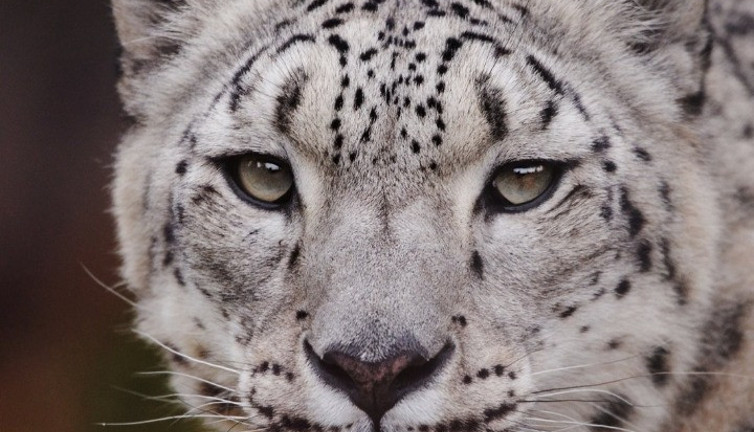 Kar leoparı koronadan hayatını kaybetti