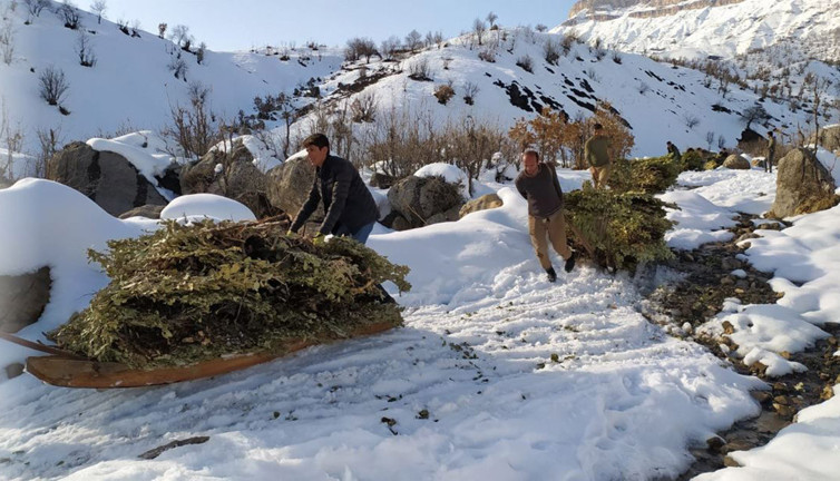 Yazın biçiyorlar, kışın kızaklarla taşıyorlar