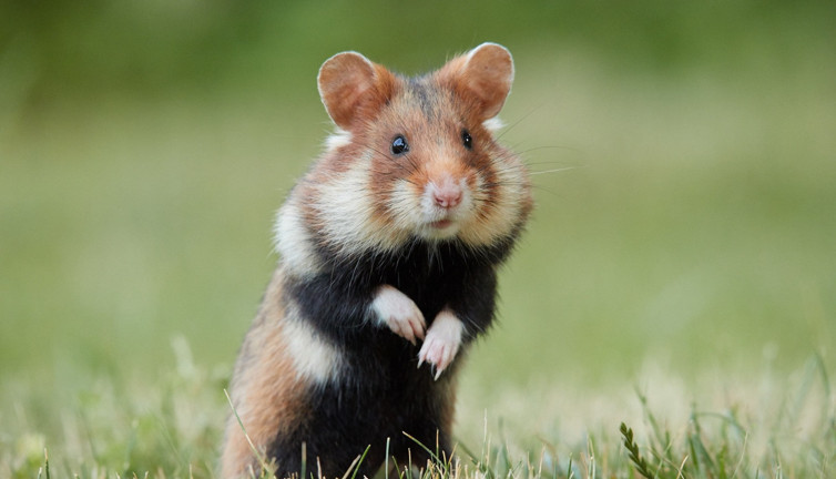 Hamsterlar insanlara Kovid-19 bulaştırabilir