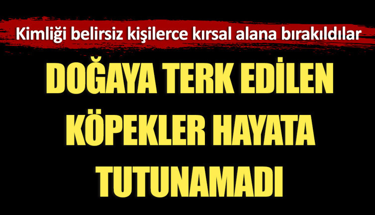 Doğaya terk edilen köpekler hayata tutunamadı