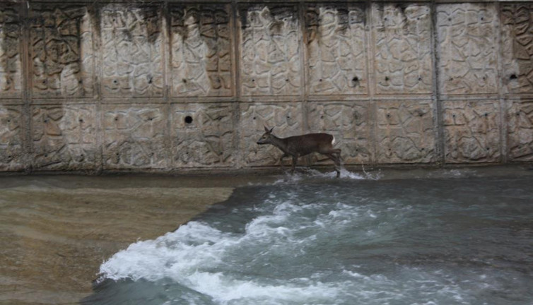 Karacaların çaresizliği