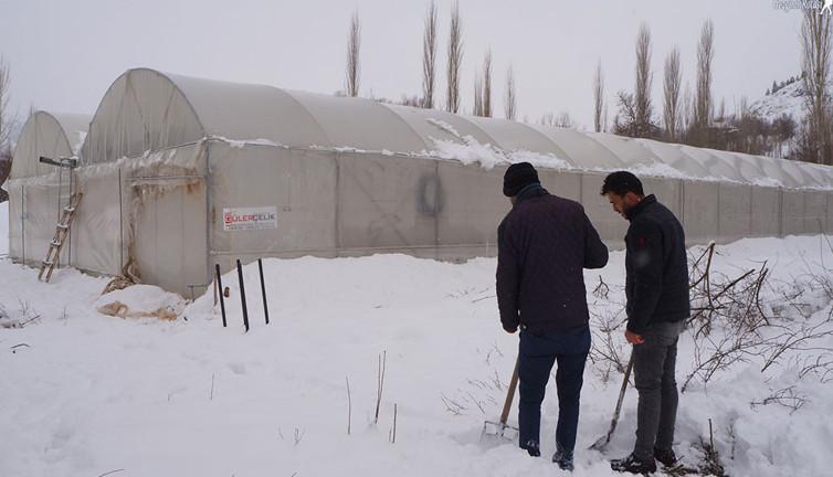 Erzurum Belediyesi açıkladı: Eksi 30 derecede yetiştirilecek