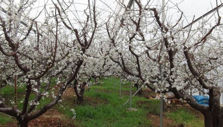 Mersin'de örtü altı erik ağaçları çiçek açtı
