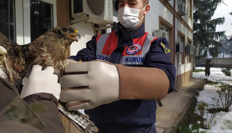 Yaralı Şahin korumaya alındı