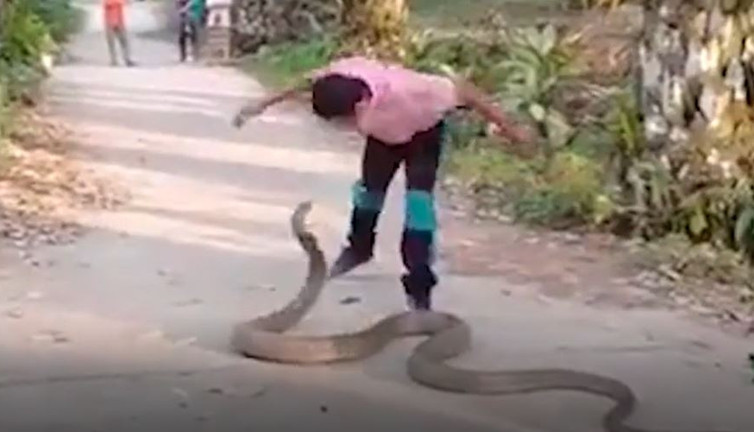 4.5 metrelik kobra insana karşı