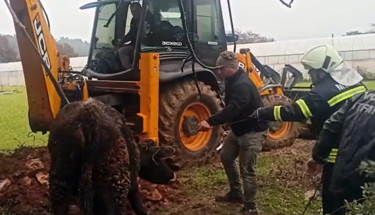 Lağım çukuruna düşen dana kurtarıldı